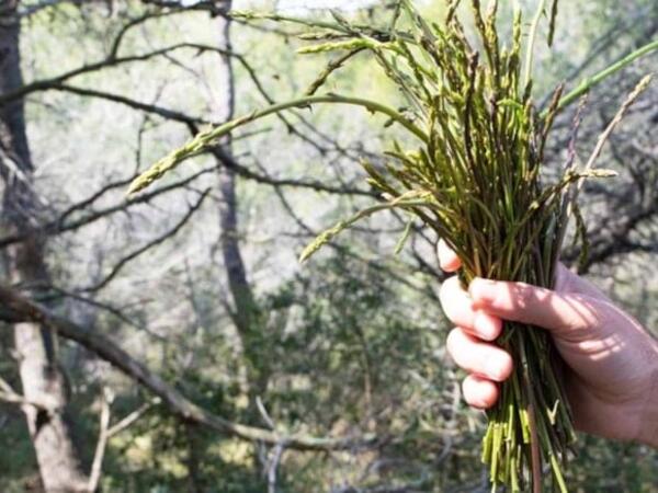 Dünyanın ən bahalı tərəvəzi -  Avropada kilosu 1.000 avroya satılır