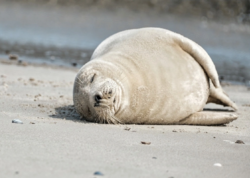 Xəzər sahilində 112 ölü suiti aşkarlanıb