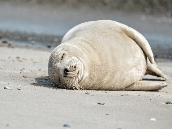 Xəzər sahilində 112 ölü suiti aşkarlanıb