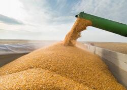 Azərbaycan vasitəsilə Ermənistana buğda daşınır