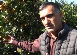 “Məhsulumuzu 30 qəpiyə belə alan yoxdur” - VİDEO - FOTO