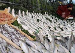 Noyabrın faydalı balıqları məlum oldu