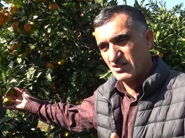 “Məhsulumuzu 30 qəpiyə belə alan yoxdur” - VİDEO - FOTO