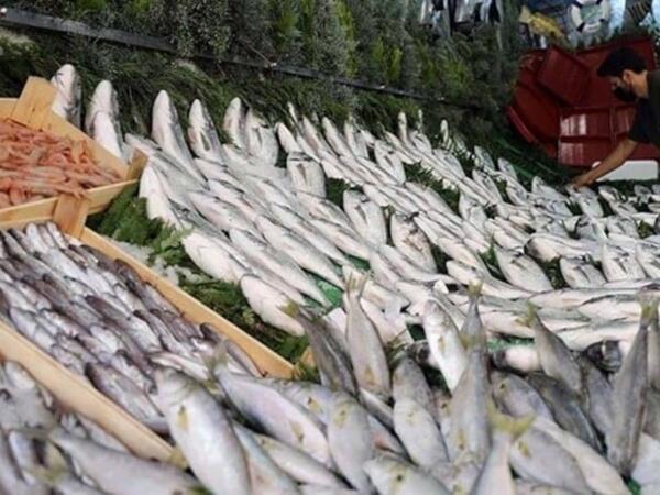 Noyabrın faydalı balıqları məlum oldu