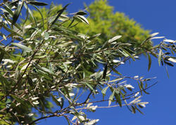 Bu meyvə yalnız 4 ölkədə yetişir - FOTO