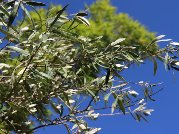 Bu meyvə yalnız 4 ölkədə yetişir - FOTO