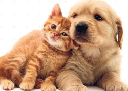 Sahibinin stressi heyvanlarda ürək problemlərinə səbəb olur