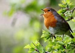 Quşlar niyə ancaq səhərlər oxuyur? - Alimlər araşdırdı