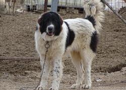 Balakəndə çoban iti 83 yaşlı kişini parçalayıb öldürdü