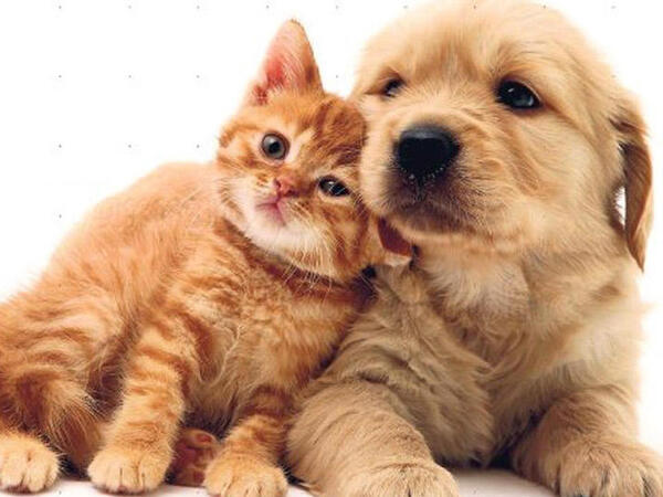 Sahibinin stressi heyvanlarda ürək problemlərinə səbəb olur