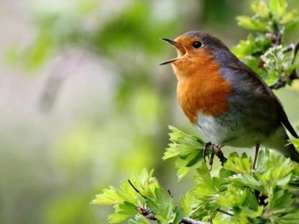 Quşlar niyə ancaq səhərlər oxuyur? - Alimlər araşdırdı