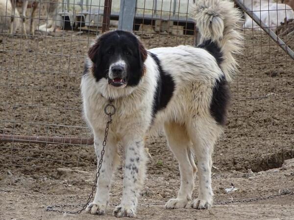 Balakəndə çoban iti 83 yaşlı kişini parçalayıb öldürdü