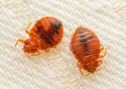 &quot;Bitləri ölkəyə Rusiya göndərir&quot;