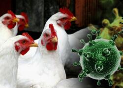 Avropada quş qripi yayıldı: Ölkəmizdə vəziyyət nə yerdədir?