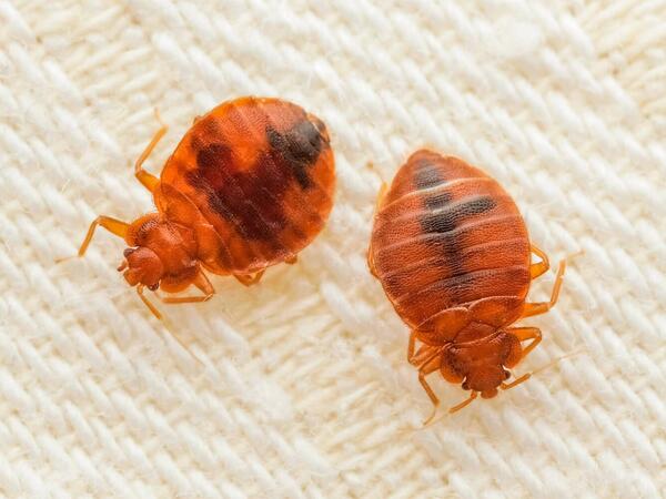 &quot;Bitləri ölkəyə Rusiya göndərir&quot;