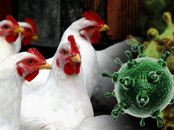 Avropada quş qripi yayıldı: Ölkəmizdə vəziyyət nə yerdədir?