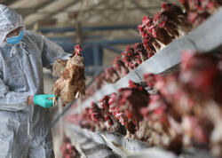 Quş qripi sürətlə yayılır – Rekord səviyyədə yoluxma