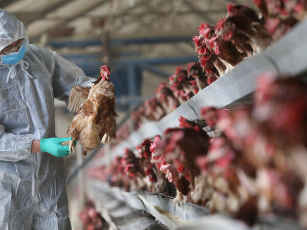 Quş qripi sürətlə yayılır – Rekord səviyyədə yoluxma