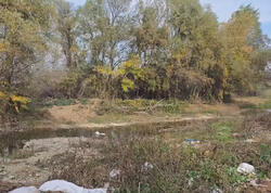 Türkiyə vətəndaşı Gürcüstanda meşədə ölü tapıldı