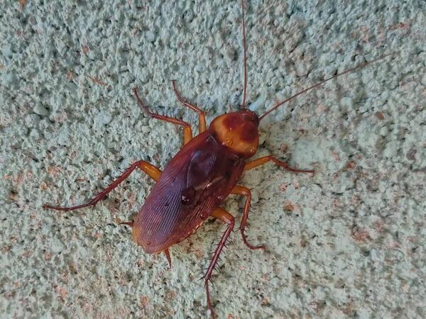 İki nəfəri öldürdü, &quot;əmri tarakandan almışam&quot; dedi