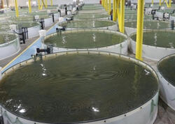 Köhnə təsərrüfatlar dirçələcək?