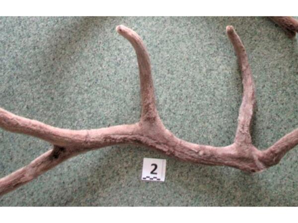 Nadir buynuzu Bakıya gətirmək istədi - <span class="color_red">saxlanıldı</span>