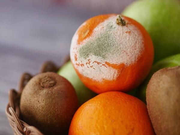 Kiflənmiş məhsulları yemək xərçəng yaradır