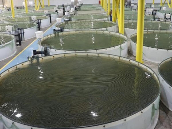 Köhnə təsərrüfatlar dirçələcək?