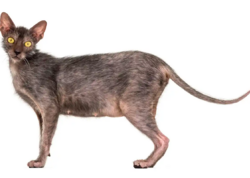 Ən nadir 5 pişik cinsi