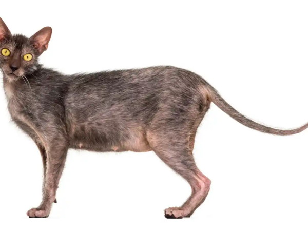 Ən nadir 5 pişik cinsi