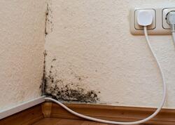 Evinizdəki kifin səbəbi məlum oldu - Dərhal yerini dəyişdirin