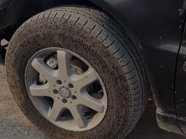 Bakıda &quot;Milçək yağışı&quot; - VİDEO