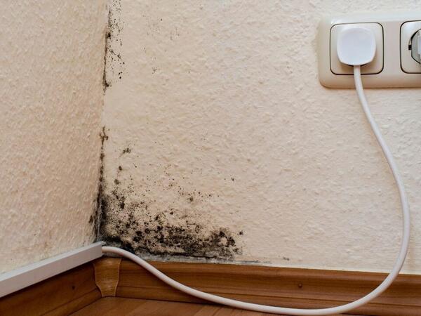 Evinizdəki kifin səbəbi məlum oldu - Dərhal yerini dəyişdirin