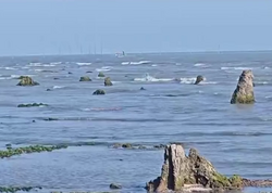 Azərbaycanda dəniz geri çəkildi, meşə zolağı ortaya çıxdı - FOTO