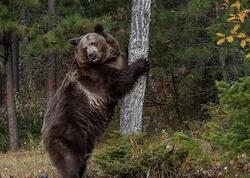 Bu kənddə qonaqlara ayı əti yedirirlər