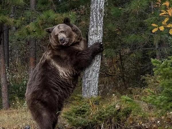 Bu kənddə qonaqlara ayı əti yedirirlər