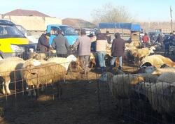 Heyvan bazarları nə vaxt açılacaq?