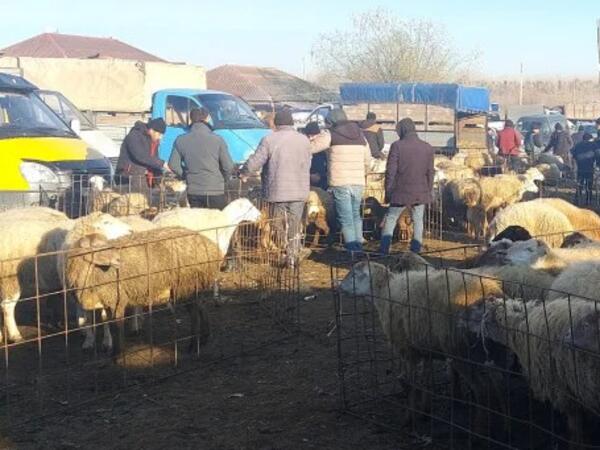 Heyvan bazarları nə vaxt açılacaq?