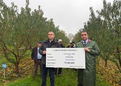 Azərbaycanda meyvə bağları üzrə ən böyük aqrar sığorta ödənişi edilib - FOTO