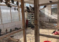 Restoranda saxlanılan heyvanlar aidiyyəti üzrə təhvil verildi