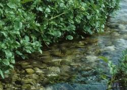 Nə çuğundur, nə brokoli, nə də ispanaq: Dünyanın ən sağlam tərəvəzi açıqlandı