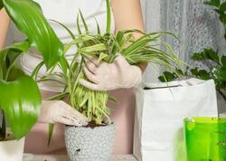 Sinirləri sakitləşdirməyə kömək edən ən yaxşı çiçəklər: Ev hüzurla dolur