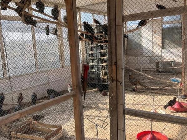 Restoranda saxlanılan heyvanlar aidiyyəti üzrə təhvil verildi