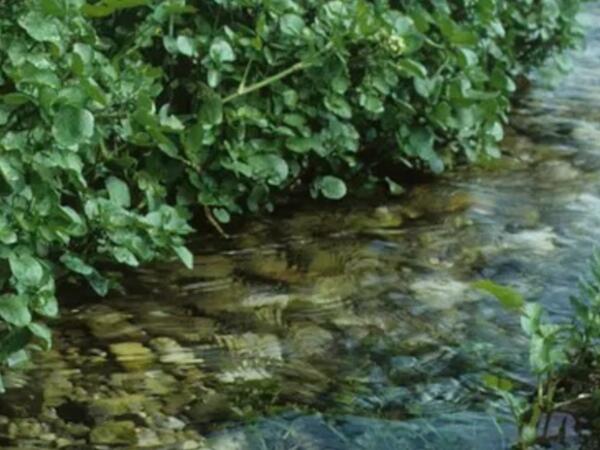 Nə çuğundur, nə brokoli, nə də ispanaq: Dünyanın ən sağlam tərəvəzi açıqlandı