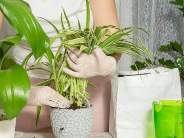 Sinirləri sakitləşdirməyə kömək edən ən yaxşı çiçəklər: Ev hüzurla dolur