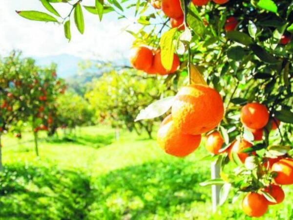 İrandan gələn portağallar rənglənir? - RƏSMİ