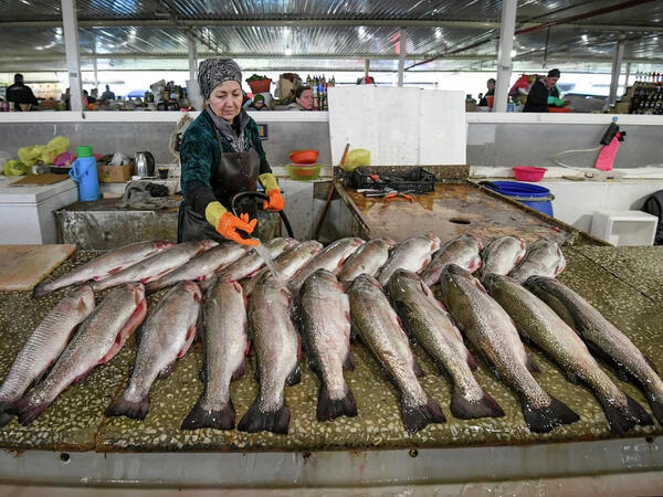 Əgər balığın qarnı belədirsə, almayın!