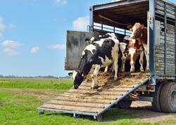 Gürcüstandan heyvan idxalına qoyulan məhdudiyyət aradan qaldırılıb