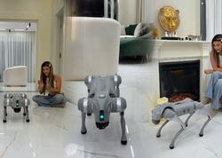 Azərbaycanlı bloger robot it alıb