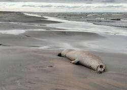 Xəzər sahilində yenidən ölü suitilər aşkar edildi